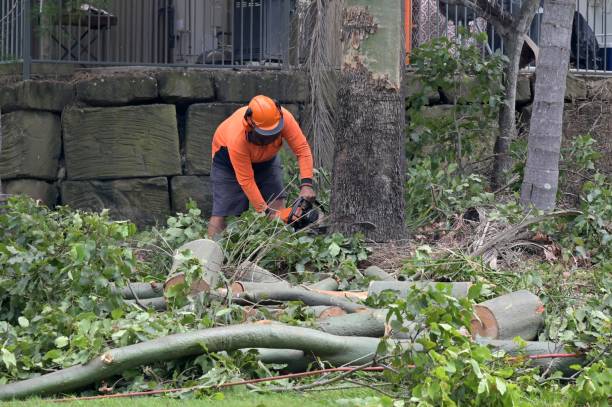 Trusted Dardanelle, AR Tree Services Experts