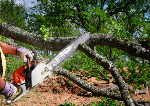 Leaf Removal in Dardanelle, AR